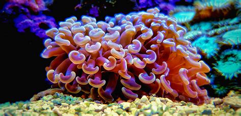 Saltwater Coral for Beginners - 20 of the Best Corals to Grow