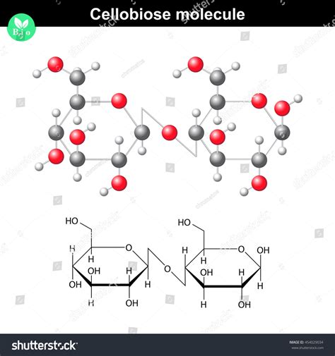 Cellobiose Atomic Structure 2d 3d Illustration: เวกเตอร์สต็อก (ปลอดค่าลิขสิทธิ์) 454029034 ...