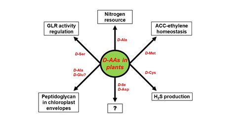 IJMS | Free Full-Text | d-Amino Acids in Plants: Sources, Metabolism, and Functions