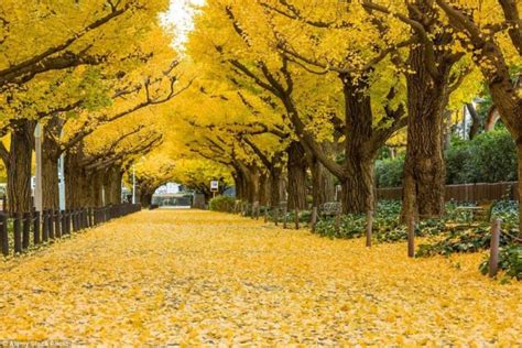 Meiji-jingu Gaien — One of the best places to see autumn leaves in Tokyo - Living + Nomads ...