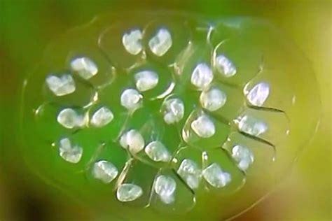 Freshwater Snail Eggs: What to Expect, and How to Remove if Needed ...