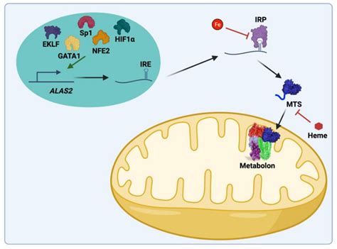 IJMS | Free Full-Text | New Avenues of Heme Synthesis Regulation