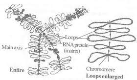 Lampbrush Chromosomes Assignment Help Homework Help Online Tutoring Help