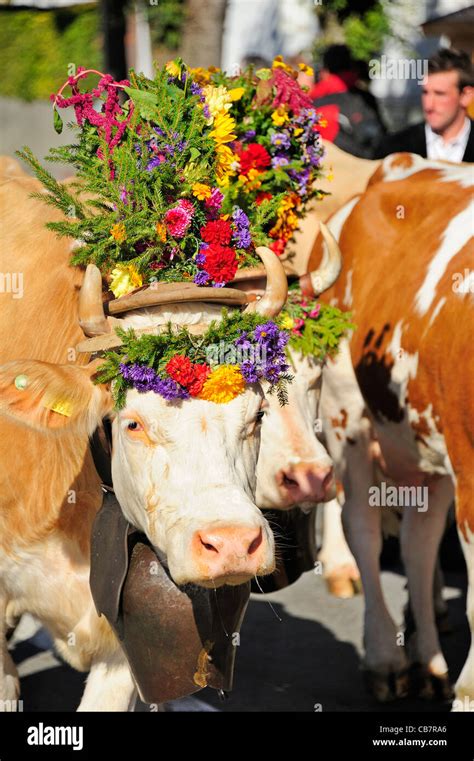 Cow festival hi-res stock photography and images - Alamy