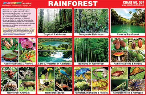 Spectrum Educational Charts: Chart 567 – Rainforest