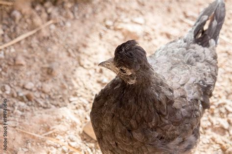 Live Chicken with Black Feathers Stock Photo | Adobe Stock