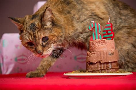 Poppy Is Crowned World's Oldest Living Cat at Age 24 - NBC News