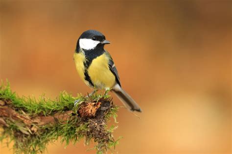 Great Tit Bird Facts | Parus Major