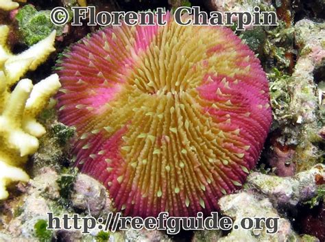 Common Mushroom Coral - Fungia fungites - Stony Corals - - Tropical ...