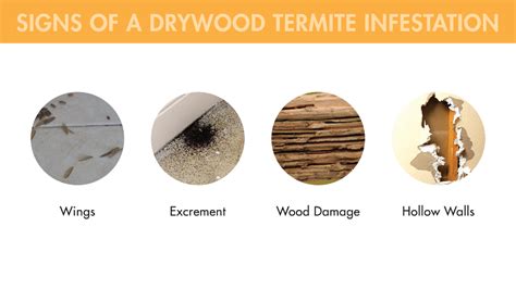 Drywood Termites – Types, Threats & Treatments - Treat Termites