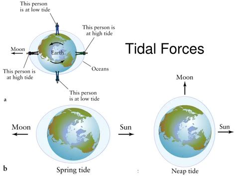 PPT - Tides PowerPoint Presentation, free download - ID:5320353