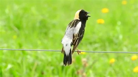 Bobolink Singing - YouTube