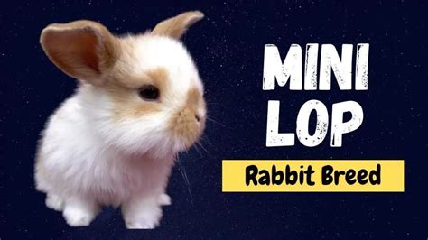 Mini Lop Rabbit - Owning, Care, Temperament, Facts