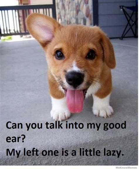 Funny Pictures Gallery: Puppies quotes, puppy quotes