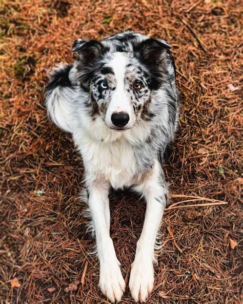 Facts you need to know about the Border Collie colors and markings - BorderCollieHealth