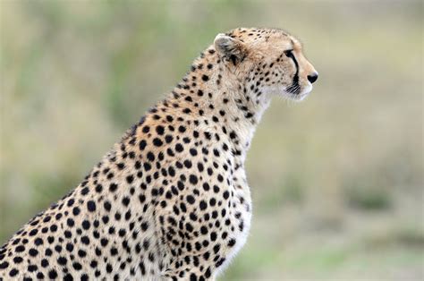 cheetah, Wild, Cat Wallpapers HD / Desktop and Mobile Backgrounds