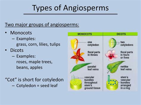 PPT - Gymnosperms and Angiosperms PowerPoint Presentation, free download - ID:1924583