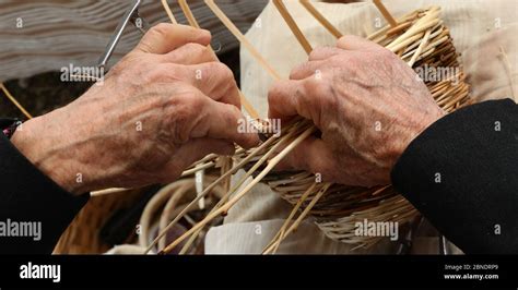 hands of the elderly craftsman with gnarled fingers when creating a basket made of wicker Stock ...