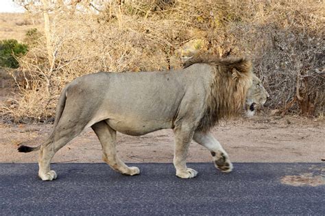 Male lion walking on a road, Kruger National Park, South Africa stock photo