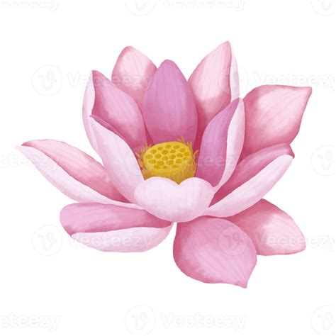 Watercolor lotus flower. 24188835 PNG