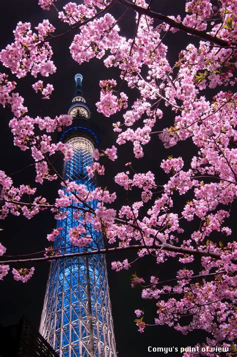 TOKYO SAKURA NIGHT | Japan landscape, Sakura flower, Japan garden