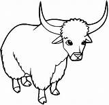Yak Coloring Release Consider Giving Try May Sketch Page sketch template