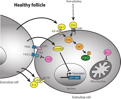 Schematic model of growing granulosa cells (granulosa cells in healthy... | Download Scientific ...