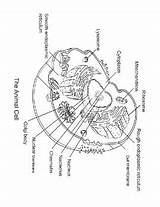 Cell Organelles Coloring By Ms Pep  TPT sketch template