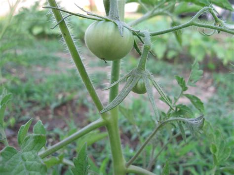 Kentucky Fried Garden: Pollinating Open Pollinated Heirloom Tomato Plants