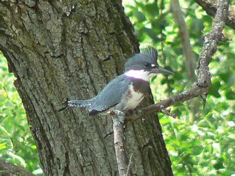 Toronto Wildlife - Kingfishers