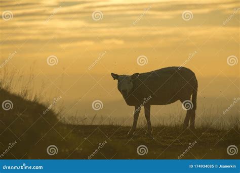 Sheep Grazing in the Sunset on the Malvern Hills Worcestershire Stock ...