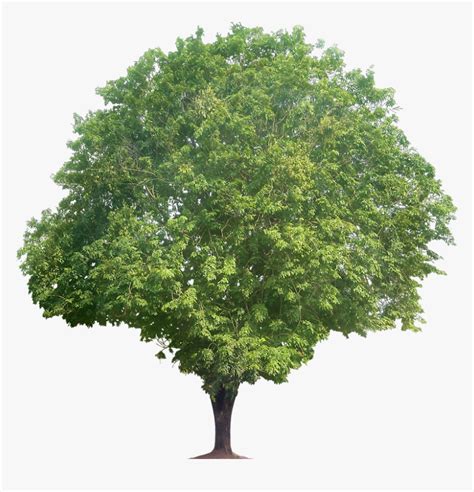 Sandalwood Tree, HD Png Download , Transparent Png Image - PNGitem