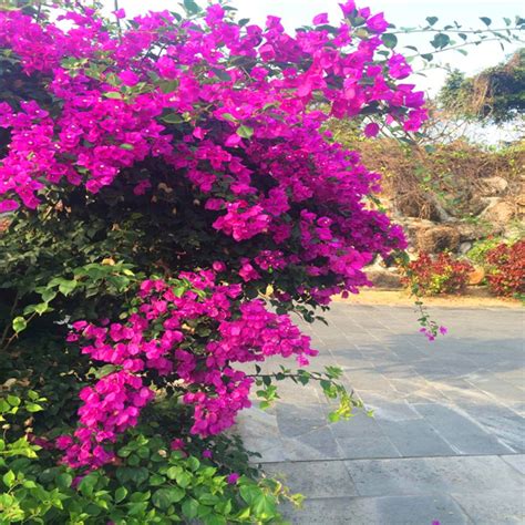 Bougainvillea Spectabilis Seeds 100 Pieces - BestSeedsOnline.com - Free Shipping Worldwide