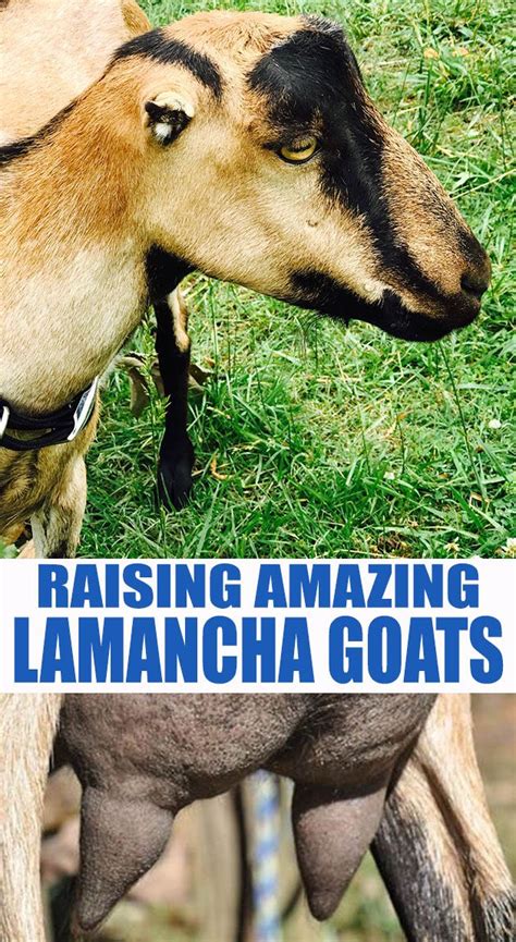 Lamancha Goat Breed Information | Goats, Raising farm animals, Raising goats