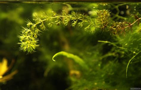 Aldrovanda vesiculosa - Flowgrow Aquatic Plant Database