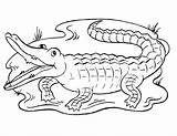 5 Alligator Coloring Pages  The Graphics Fairy sketch template