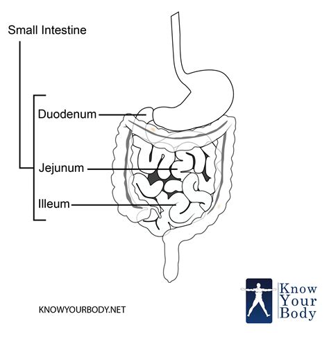 Small Intestine - Function, Anatomy, Location, Length and Diagram