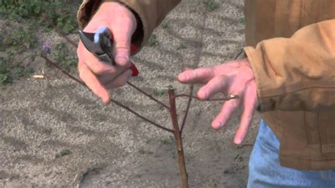 How far back can you cut a peach tree? - Page 2 - General Fruit Growing - Growing Fruit