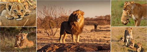 Lion Conservation | The Great Projects