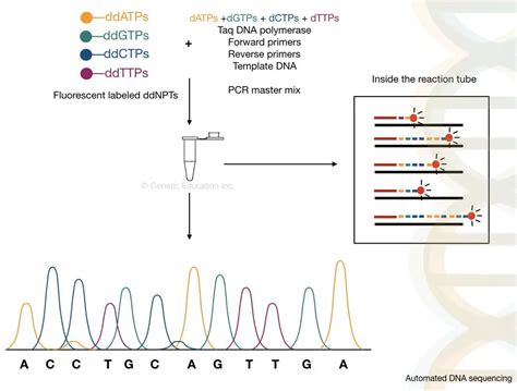 DNA Sequencing: History, Steps, Methods, Applications And Limitations