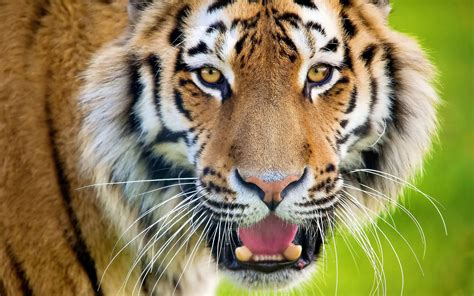 Tiger face closeup wallpaper | 1920x1200 | #14442