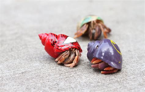 The Nature Geek: Hermit Crabs: It's What's Inside That Counts