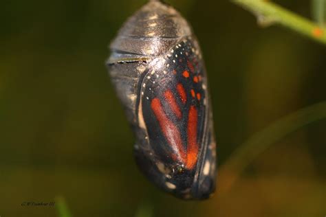 butterfly polyxenes butterfly inside the pupa : Biological Science Picture Directory – Pulpbits.net