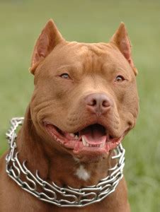 Pitbull-Dog-Angry-05-570×756 – A House of Fun