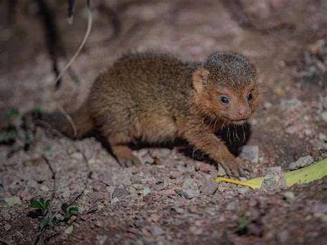 Tiny dwarf mongoose triplets born at Chester Zoo | Express & Star