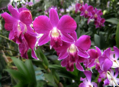 Download A delicate pink orchid, with bright yellow markings. | Wallpapers.com