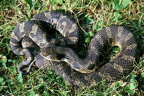 The eastern hog-nose snake: what the animal signs don't tell you ...