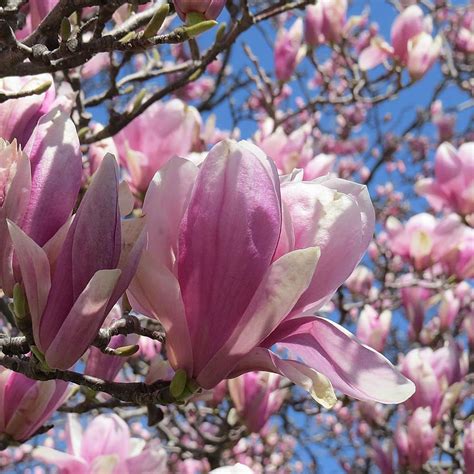 Magnolia Jane | Dwarf Pink Magnolia Trees & Shrubs For Sale