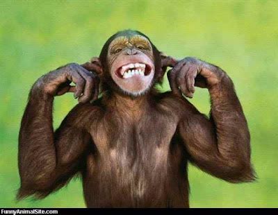 Funny animals laughing pictures | Free Neo Wallpapers