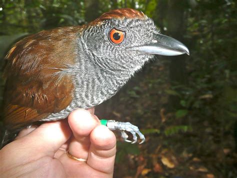 Smithsonian Insider – “Extinct” birds reappear in rainforest fragments in Brazil | Smithsonian ...